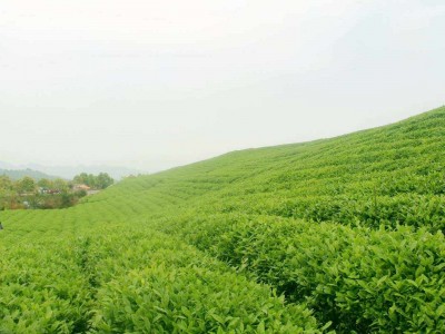 Huinong tea