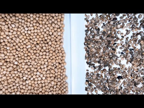 TAIHO Intelligent Soybean Sorting Solution Color Sorter Machine