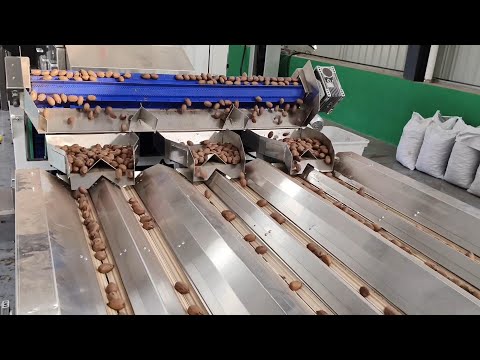 TAIHO Pecan Sorting and Grading Solution: Customer Site Showcase