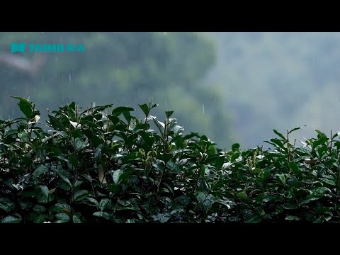 TAIHO AI Intelligent Sort YaoGuang Series Tea Sorting Machine