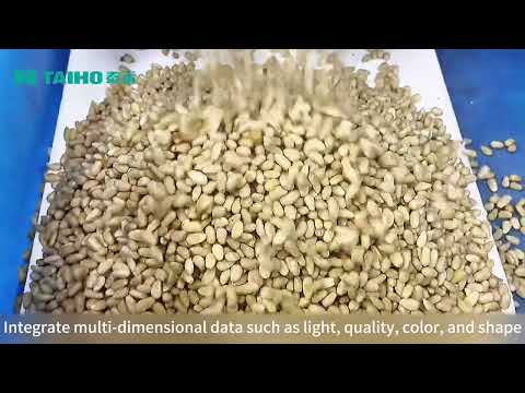TAIHO AI Intelligent Sort Deep Learning Pine Nut Color Sorter