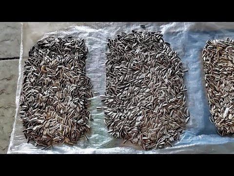 TAIHO Sunflower Seeds AI Deep Learning Color Sorter Machine Working at Customer Site