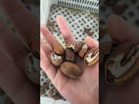 TAIHO Pecan Grading System #pecans #gradingsystem #gradingmachine