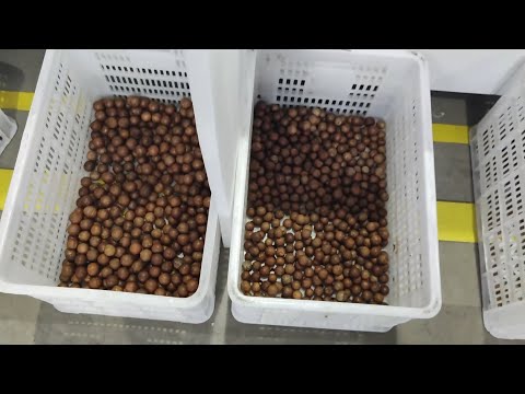 TAIHO Macadamia Grading System #macadamia #gradingsystem