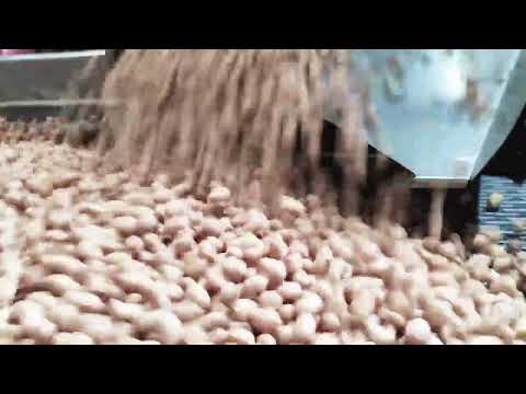TAIHO Peanut Sorting Customer Site - Sorting Grading and Packaging Machine