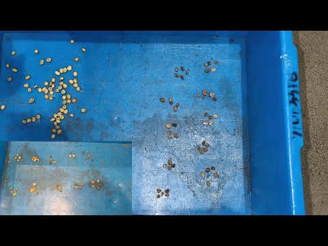 Taiho Color Sorter RiceGrainPlasticSeedCoffee Bean Sorting Machine