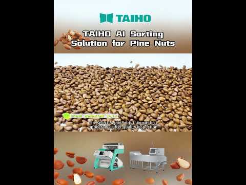 TAIHO AI Sorting Solution for Pine Nuts