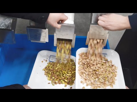 Nuts color sorting by using the CCD Color sorter of Taiho