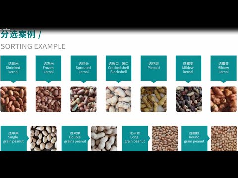 Peanut color sorting