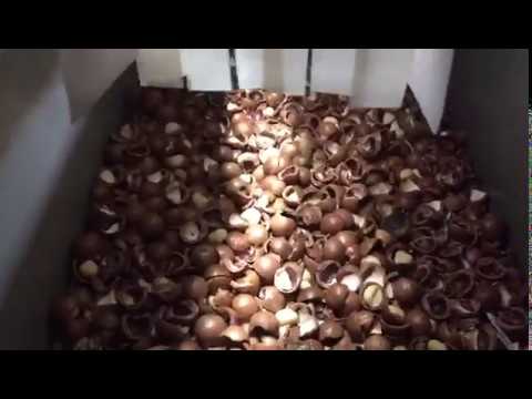 Hawaiian fruit sorting