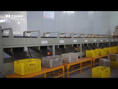 Fruit and vegetable gradin system-Navel orange