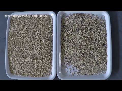 Oat color sorter