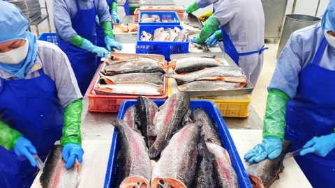 Top 10 Fish Processing Equipment Manufacturers and Companies