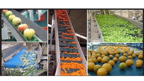Top 10 Fruit and Vegetable Processing Factory in China